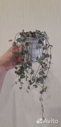 Церопегия вуда