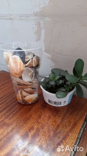 Морские ракушки