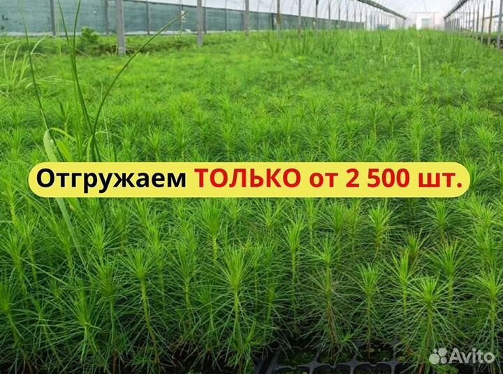 Саженцы сосны зкс