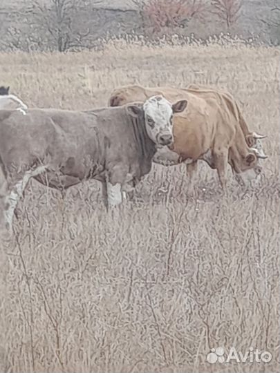 Корова дойная с теленком