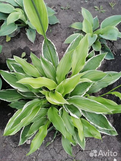 Хоста растение