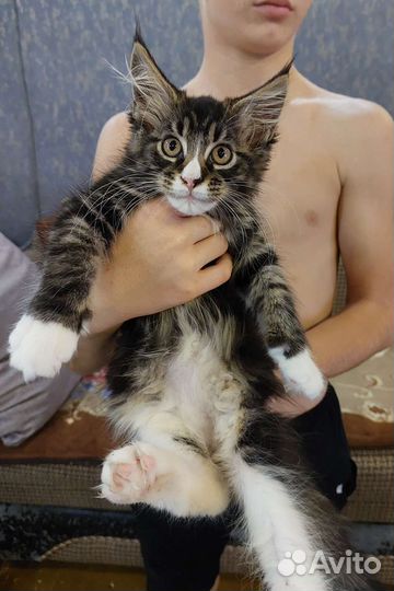 Котята мейн-кун