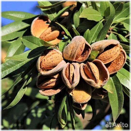 Саженцы миндаля сорт Бумажный