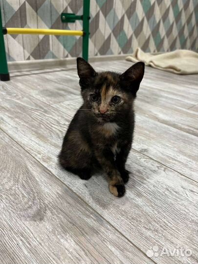 Котята в дар бесплатно