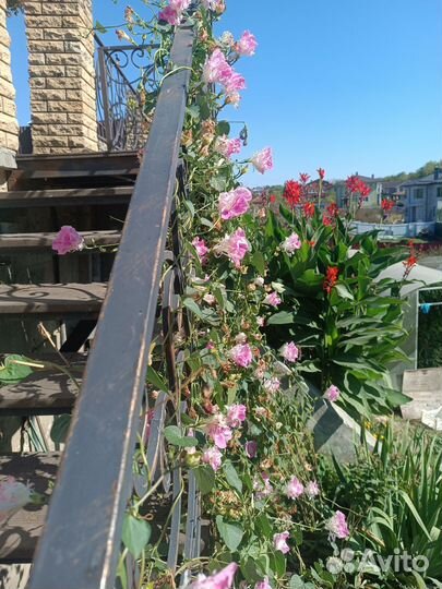 Цветы канны