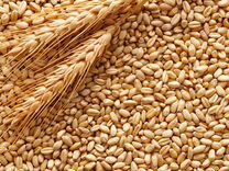 Продам пшеницу 10р