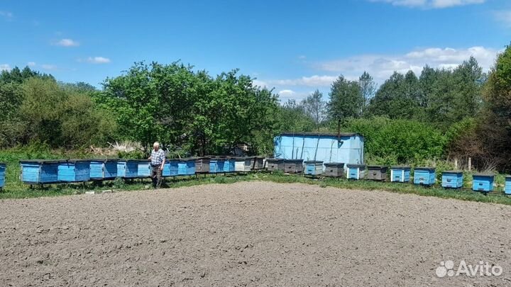 Ульи для пчел