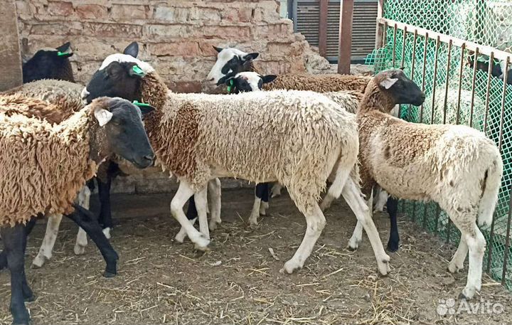 Дорпер и бурские