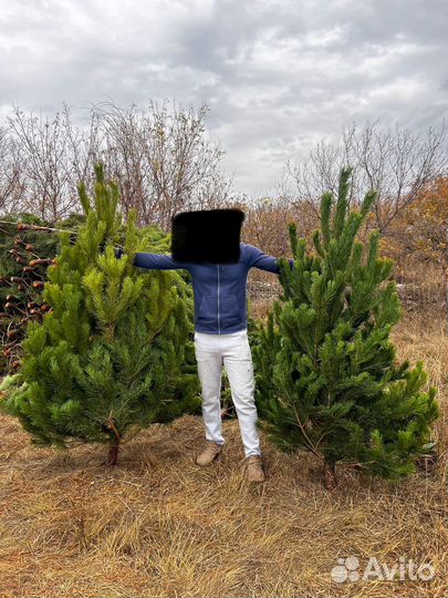 Новогодние елки сосны