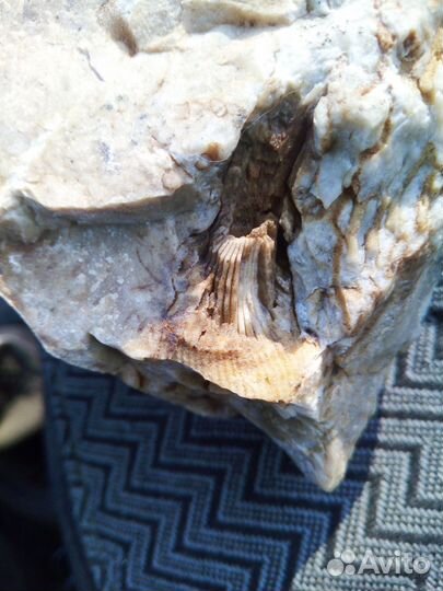 Древняя окаменелость