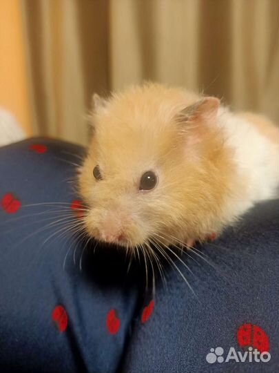Сирийский хомяк с клеткой