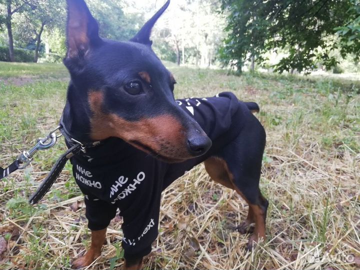 Пошив одежды для собак