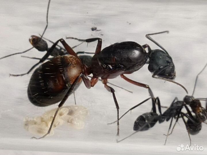 Прайс Муравьи 