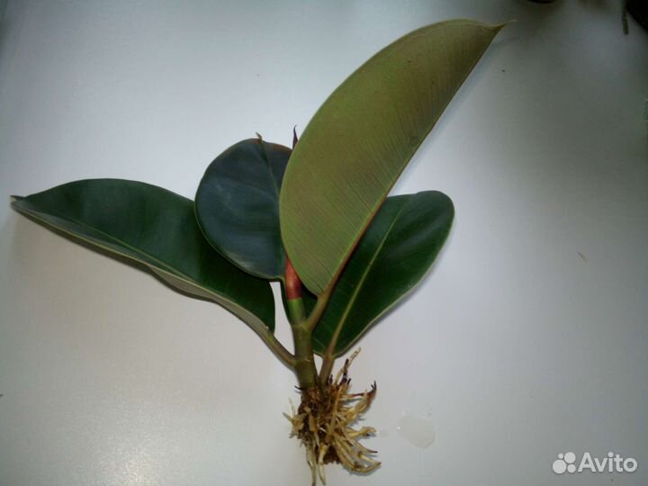 Фикус Эластика Робуста