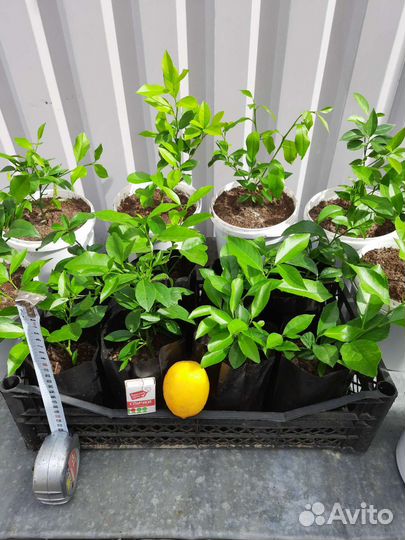 Лимон, сорт Мейер