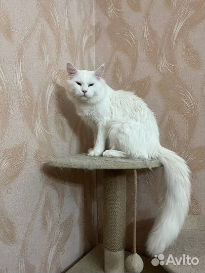 Кот мэйн-кун
