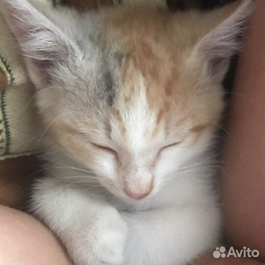 Котенок в добрые руки