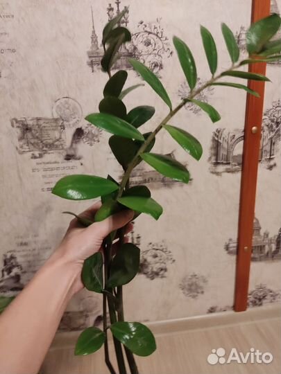 Замиокулькас