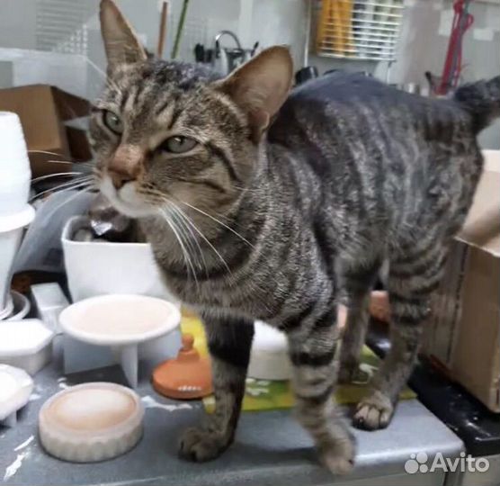 Ищем коту дом