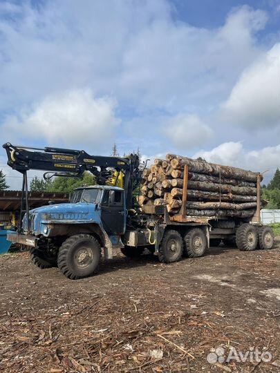 Лес кругляк береза