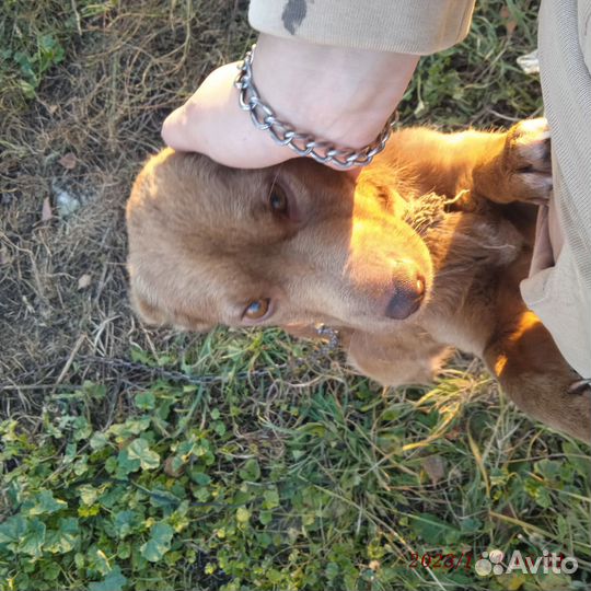 Отдам собаку в добрые руки Девочка