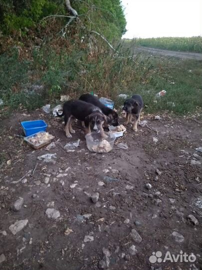 Щенки в добрые руки