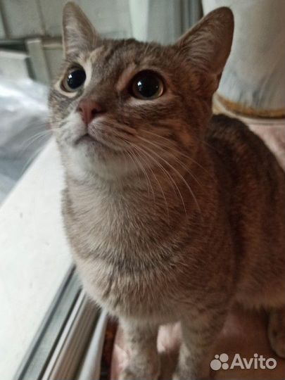 Кошка Мишель