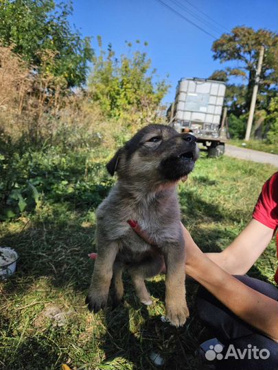 Щенки в добрые руки
