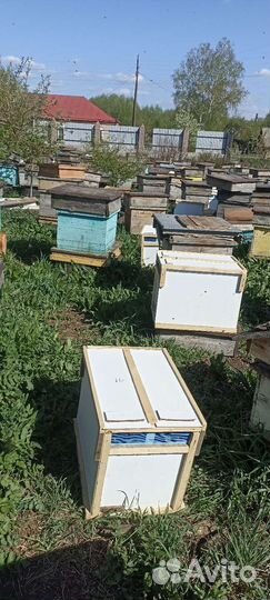 Качественные Пчелопакеты 2024