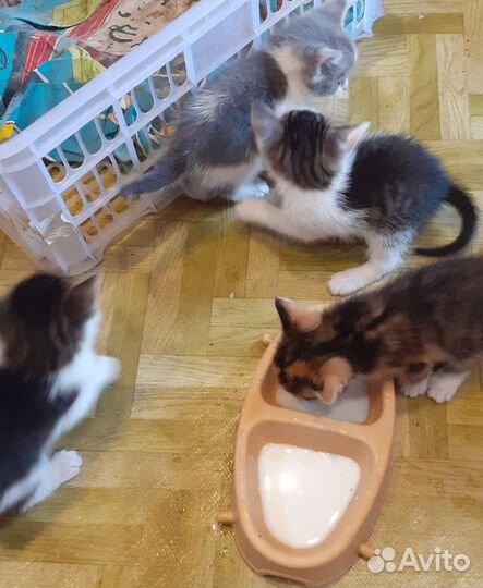 Котята, родились 05.07, бесплатно