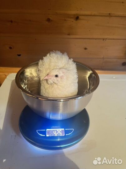 Перепела фараон и техасский белый