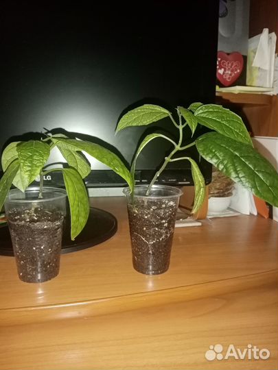 Клеродендрум томпсона