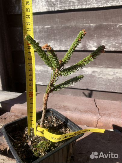 Ель Инверса,Круэнта