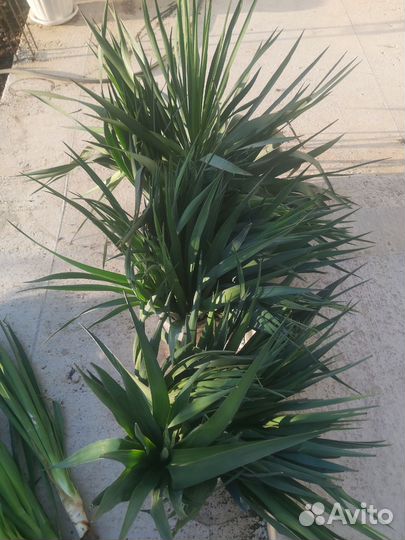 Пальма юкка