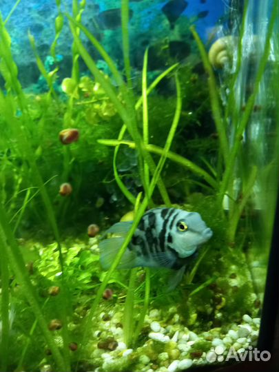 Сапфировый попугай