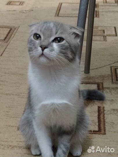 Кот пропадает