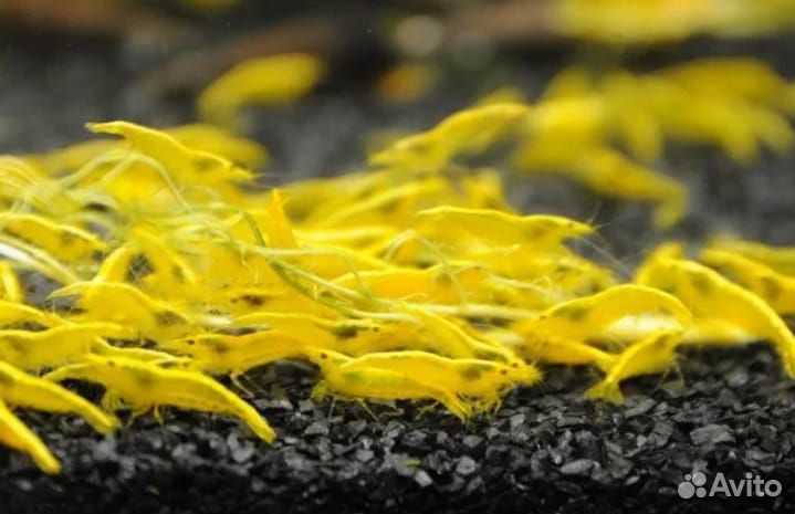 Аквариумные креветки в розницу,оптом,почтой по РФ