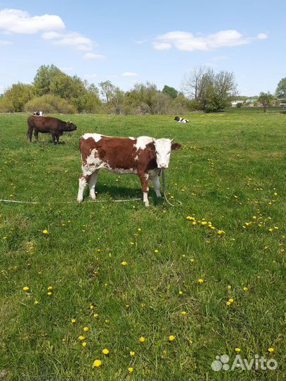 Телки Две Айширские Класс Элита