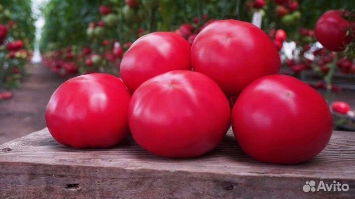 Ранний низкорослый томат ав 530 япония F1