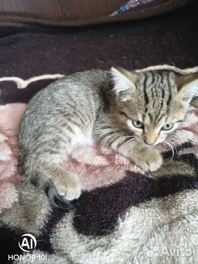 Кошка бесплатно