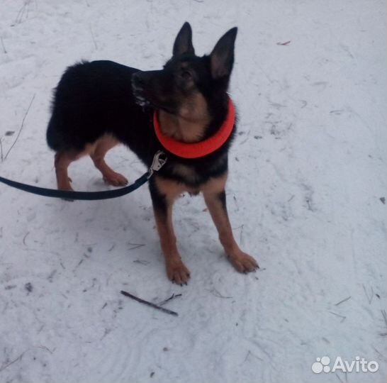 Немецкая овчарка