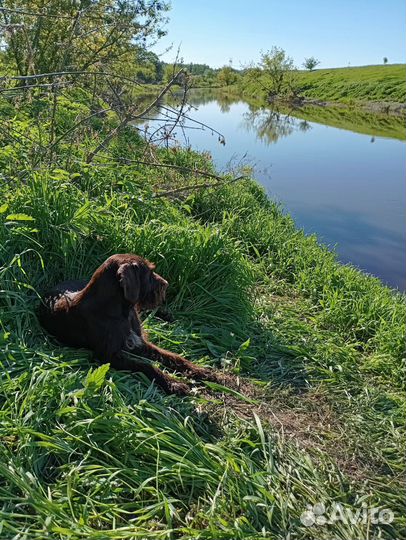 Собака в добрые руки отдам бесплатно