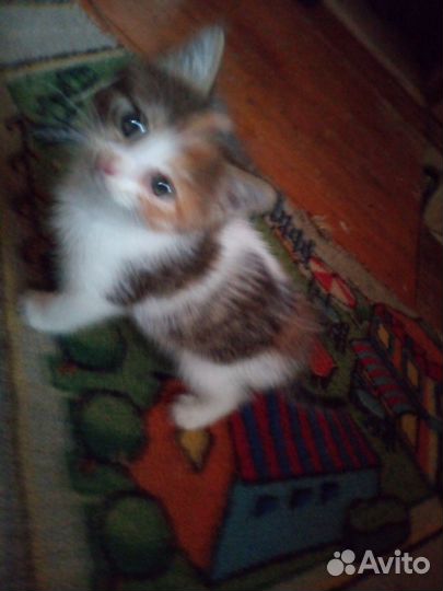 Котенок девочка, мышеловка