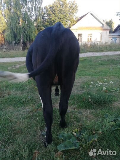 Телка 1.5 года