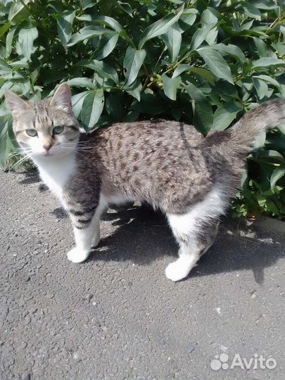 Котик в добрые руки
