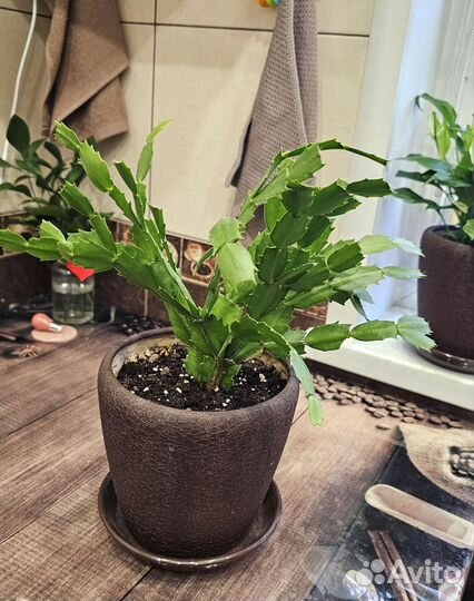 Декабрист шлюмбергера сортовой