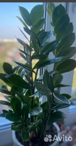 Комнатные растения цветы