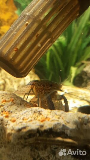 Аквариумные раки