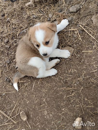 Отдаётся щенок(девочка)