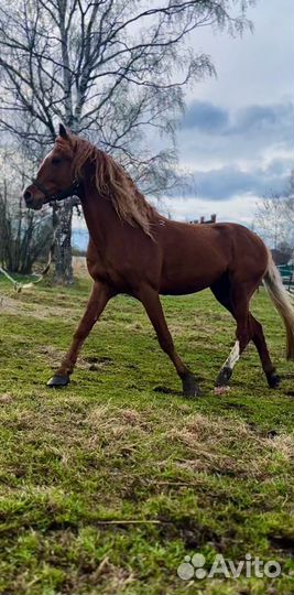 Жеребец орловский рысак